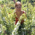 Višňa žľaznatá (Prunus glandulosa) ´ALBA PLENA´ - výška 40-60 cm, kont. C3L 